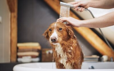 Les bienfaits des shampoings hypoallergéniques pour chiens