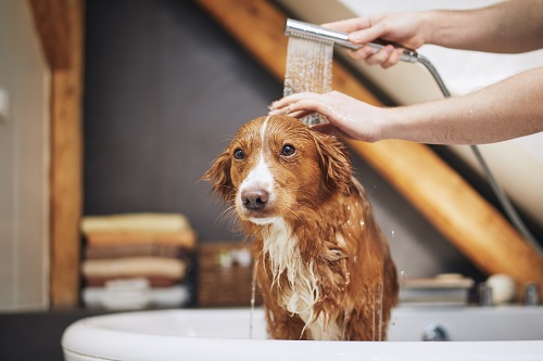 Shampoing hypoallergénique pour chien